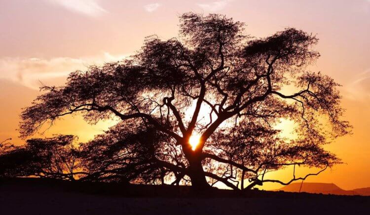 Древо жизни в Бахрейне — самое одинокое дерево. Древо жизни на закате дня. Фото.