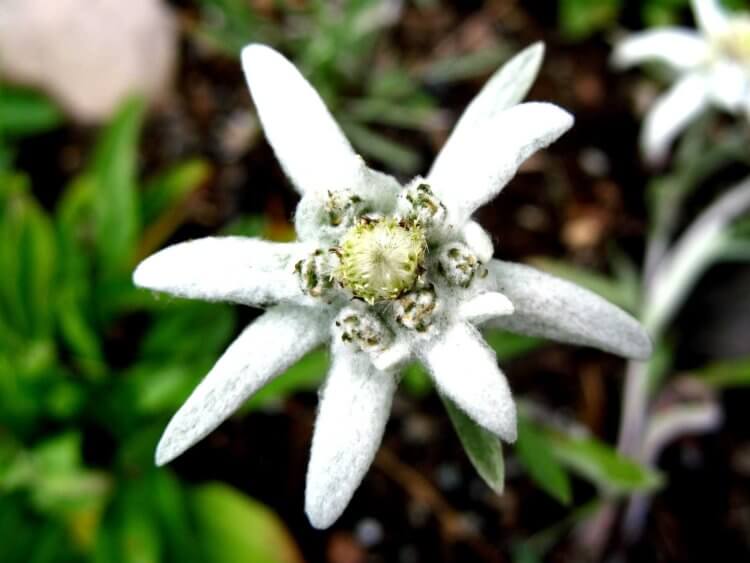 Эдельвейс — цветы, о которых гласят легенды. Цветы эдельвейса полностью поглощают ультрафиолетовое излучение. Фото.