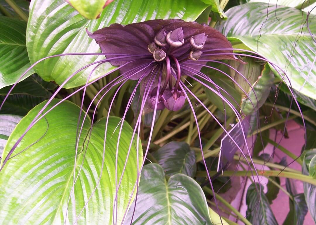 Такка Шантрье — китайский мышецвет. Впрочем, при хорошем освещении это растение выглядит не так уж и страшно. Фото.