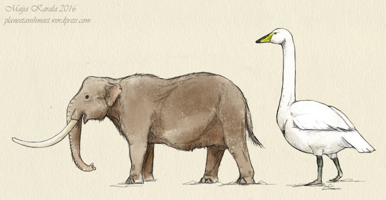 Самые маленькие животные древности. Карликовые слоны Palaeoloxodon falconeri были размером с гуся. Фото.