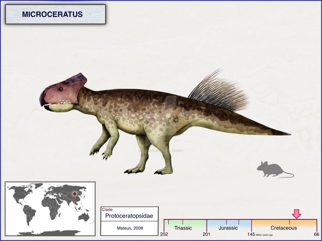 Самые маленькие динозавры в истории. Микроцератопсы были чуть больше мышей. Фото.