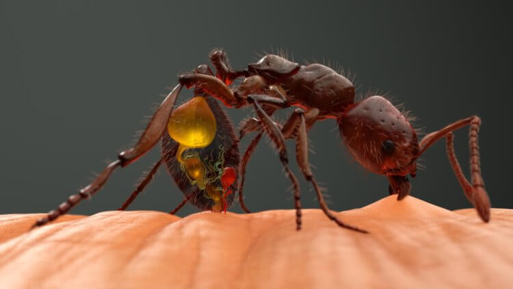 Опасность нашествия муравьев на Гавайях. Внутренности красного муравья. Фото.