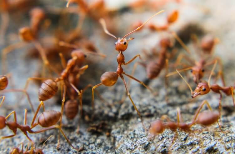 Чем опасно нашествие «огненных муравьев» на гавайские острова. На гавайском острове Кауаи началось нашествие опасных муравьев. Фото.
