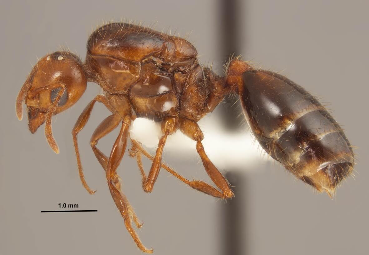 Самые опасные муравьи в мире. Красный огненный муравей во всей красе. Фото.
