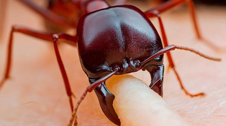 Самые опасные муравьи в мире. Последствия укуса красного муравья показывать не будем — зрелище не из приятных. Фото.