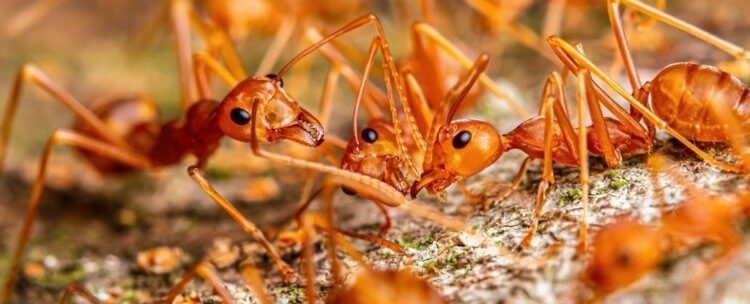 Опасность нашествия муравьев на Гавайях. Огненные муравьи представляют опасность для всего живого. Фото.