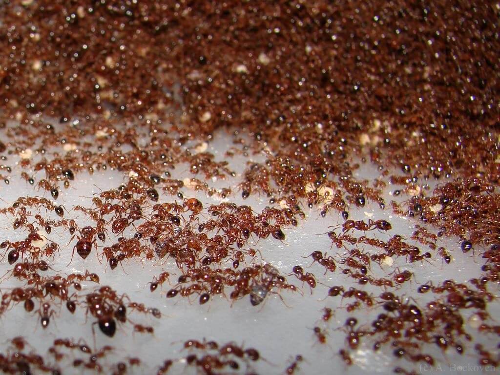 Эффективные средства против муравьев. Если не предпринять меры, огненных муравьев может стать еще больше. Фото.