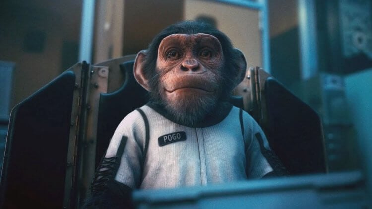 Китай хочет отправить обезьян в космос для проведения экспериментов. Китайские ученые хотят провести эксперименты над обезьянами в космосе. Фото.