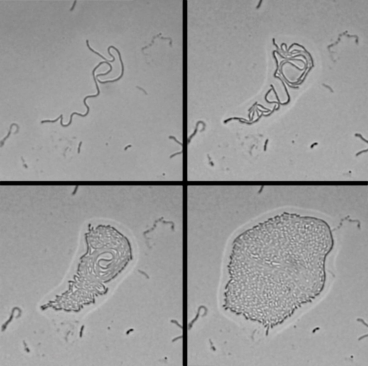 Новые для науки бактерии с уникальным навыком. Бактерии HS-3 сначала собираются в линию, а потом превращаются в нечто, похожее на многоклеточный организм. Фото.