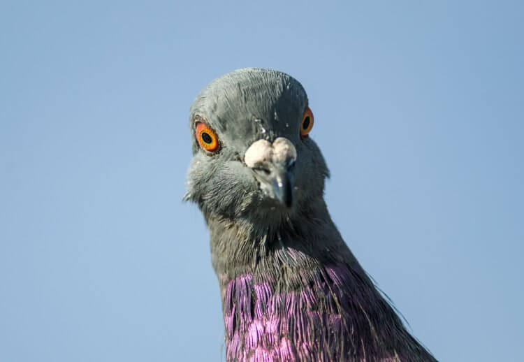 Как бороться с болезнью Ньюкасла? За последние несколько недель количество зараженных птиц возросло. Фото.