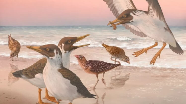 Птицы эволюционировали раньше, чем предполагали ученые. По мнению ученых так выглядел Джанавис — птица, жившая 66,7 миллиона лет назад. Фото.