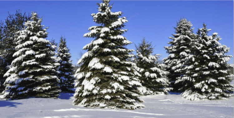 Почему на новый год и Рождество мы устанавливаем елку. Люди использовали ели для обрядов еще до возникновения христианства, так как это дерево остается зеленым даже зимой. Фото.