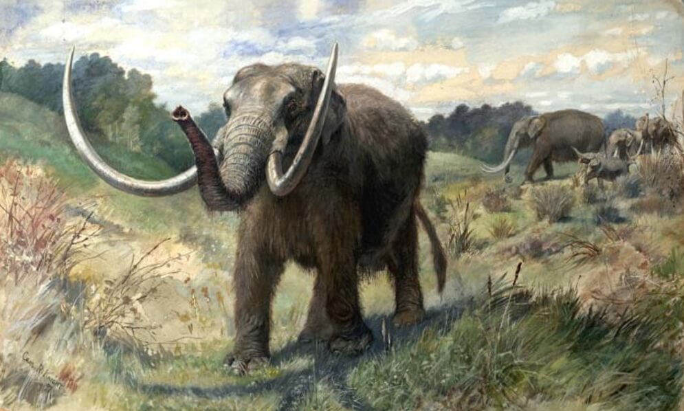 Экосистема древней Гренландии. Два миллиона лет назад в Гренландии жили мастодонты, родственники слонов. Фото.