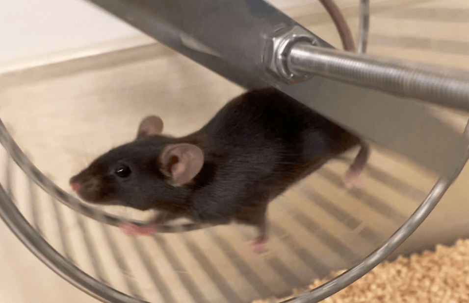 Как антибиотики влияют на организм. Ученые заметили, что мыши бывают активными и «ленивыми». Фото.
