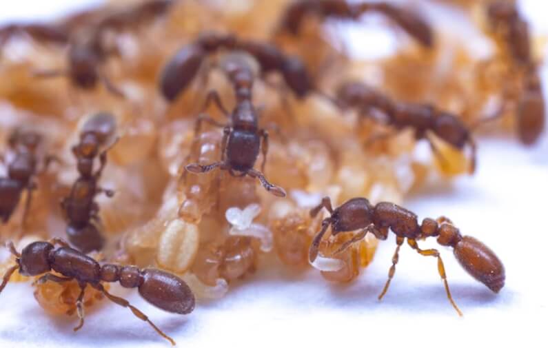 Муравьи опять поразили ученых — они способны давать молоко. Более 100 лет ученые не замечали способность муравьев выделять молоко. Фото.