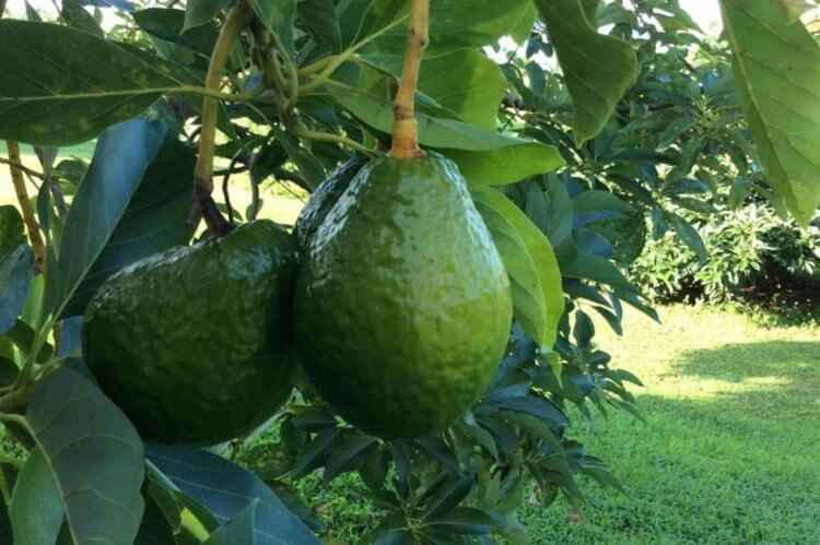 Где растет авокадо. Плоды авокадо содержат много клетчатки, витаминов, а также полезных жиров и микроэлементов. Фото.