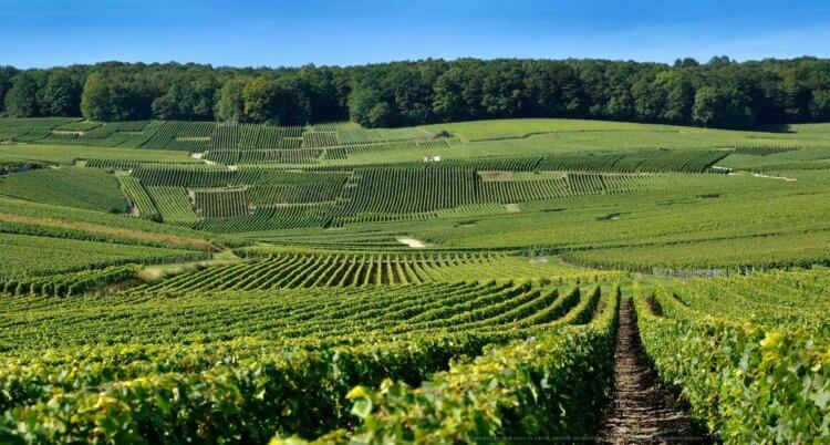 Как развивалось виноделие Шампань. Шампань — самый северный винодельческий регион во Франции. Фото.