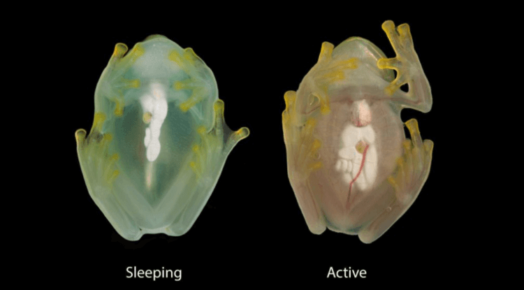 Что представляют собой стеклянные лягушки. Брюшко стеклянной лягушки во время сна и бодрствования. Фото.