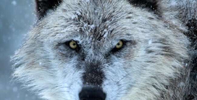 Как токсоплазмоз помогает волкам стать вожаками стаи. Фото.