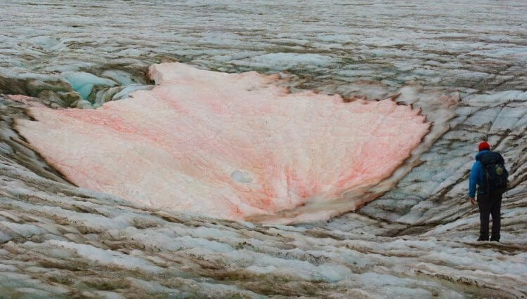 Розовый снег убивает ледники. Подобное явление можно встретить в Арктике, в Альпах и других высокогорных системах. Фото.