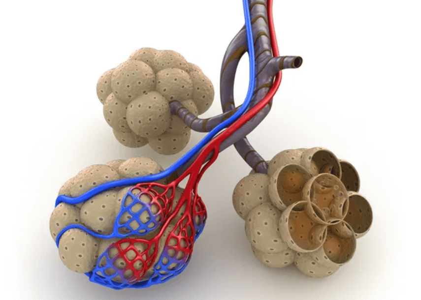 Как восстановить клетки легких. Соединительная ткань в легких может трансформироваться в альвеолы. Фото.