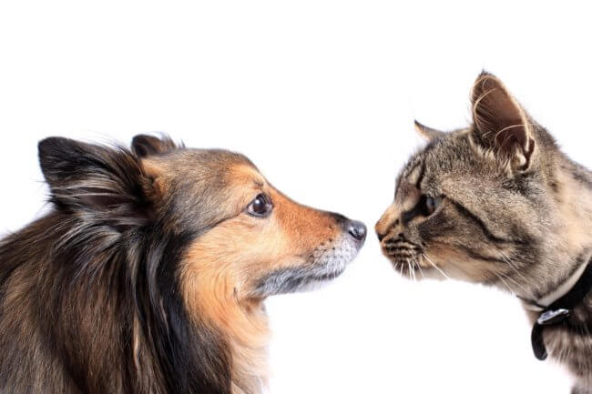 Вместо тысячи слов. Собаки и кошки реагируют на эмоциональное состояние знакомого человека прикосновениями и зрительного контакта. Фото.