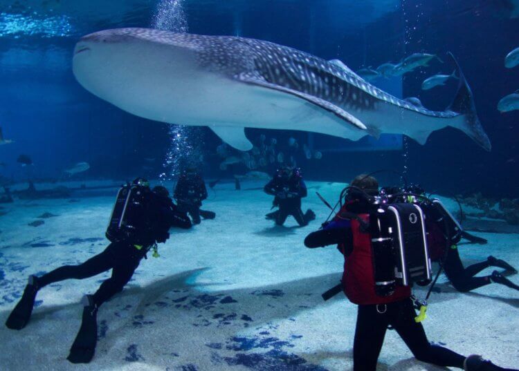 Самые большие аквариумы в мире. В океанариуме Джорджии можно увидеть огромных созданий. Фото.