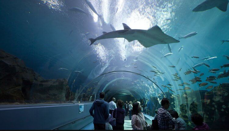 Самые большие аквариумы в мире. Океанариум The Georgia Aquarium. Фото.