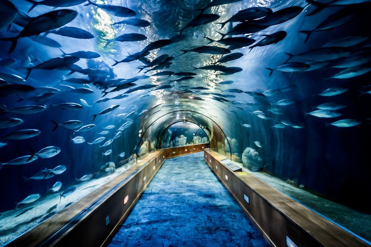 Самые большие аквариумы в мире. Океанариум в Валенсии внутри. Фото.