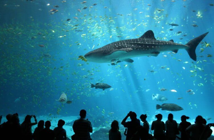 Самые большие аквариумы в мире. Сингапурский океанариум S.E.A.Aquarium. Фото.