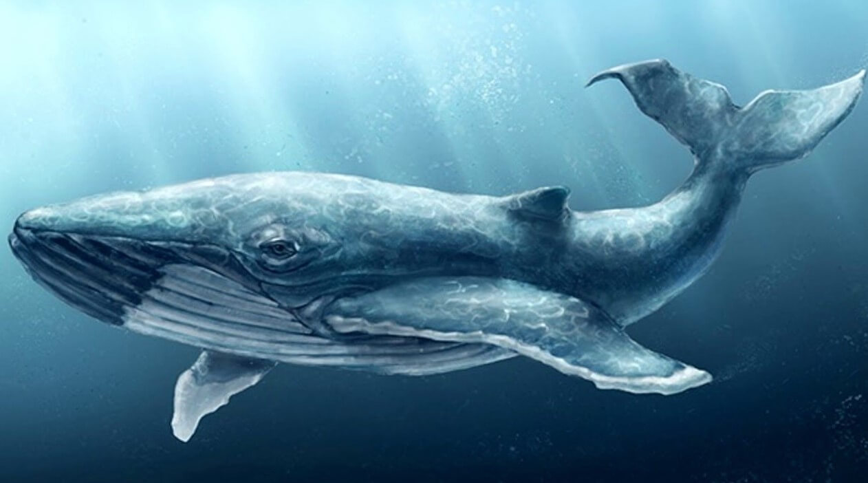 Монстр в глубинах океана. Ученые считали, что настолько громкий звук могло издать только существо крупнее синего кита. Фото.