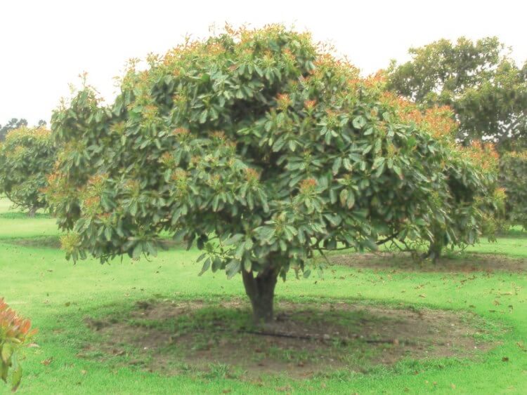 Где растет авокадо. Авокадо вырастает в высоту до 20-25 метров. Фото.
