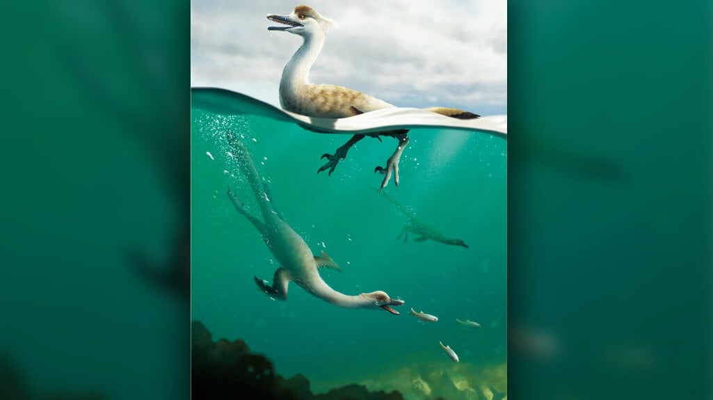 Умели ли сухопутные динозавры плавать? Динозавр натовенатор мог быть водоплавающим. Фото.