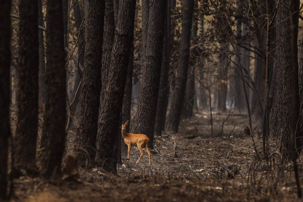 Экология Земли в 2022 году. Лань выглядывает из-за сгоревших деревьев. Фото.