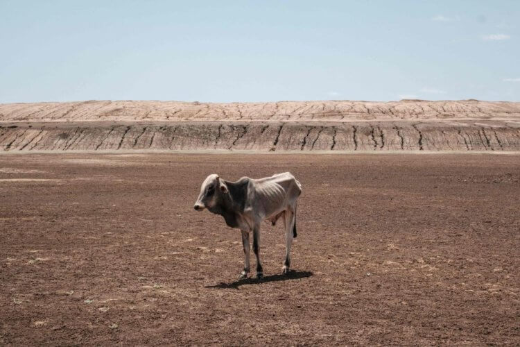 Экология Земли в 2022 году. Изможденная корова на дне засохшего водоема. Фото.