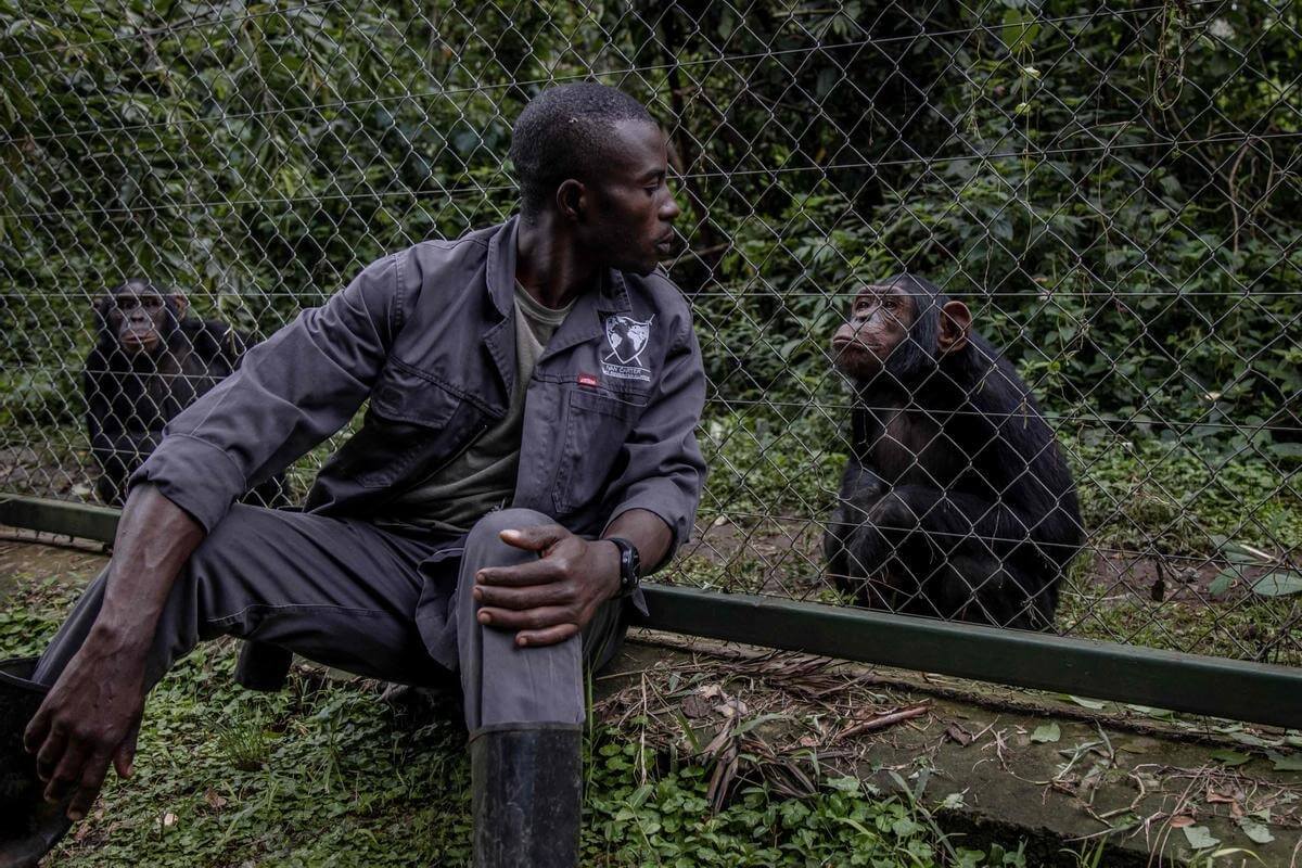 Экология Земли в 2022 году. Мужчина играет с шимпанзе. Фото.