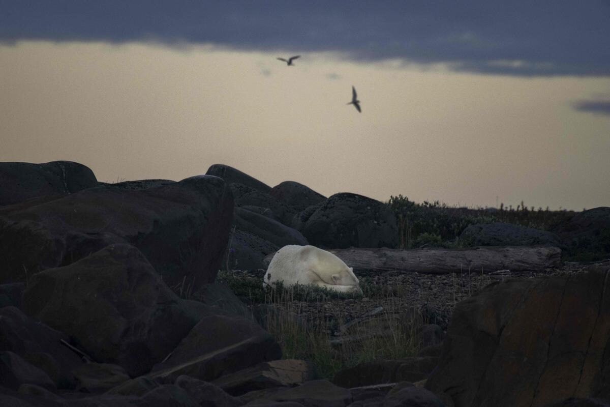 Экология Земли в 2022 году. Белый медведь в Гудзоновом заливе. Фото.