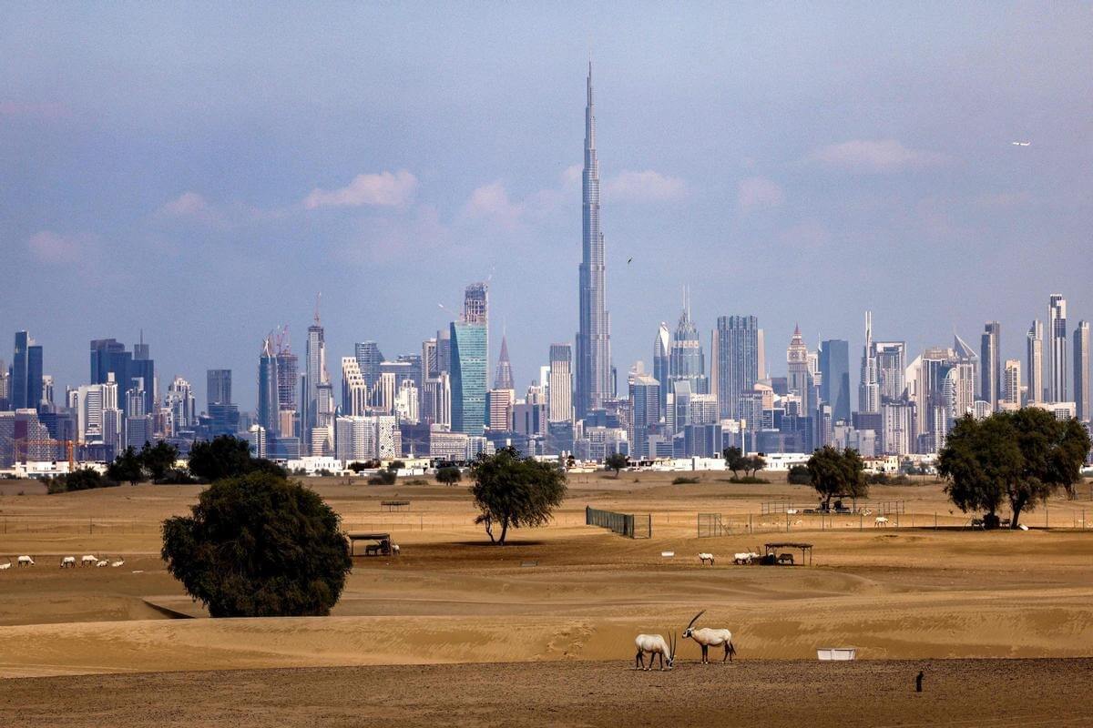 Экология Земли в 2022 году. Антилопы на фоне Дубая. Фото.