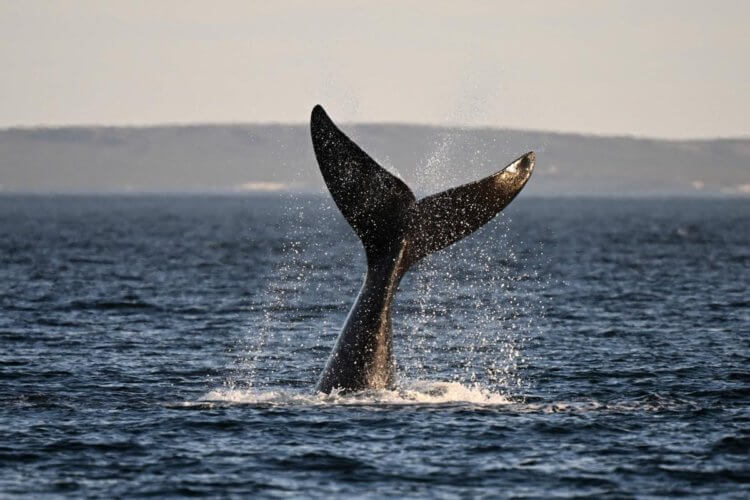 Экология Земли в 2022 году. Хвост кита в Аргентине. Фото.