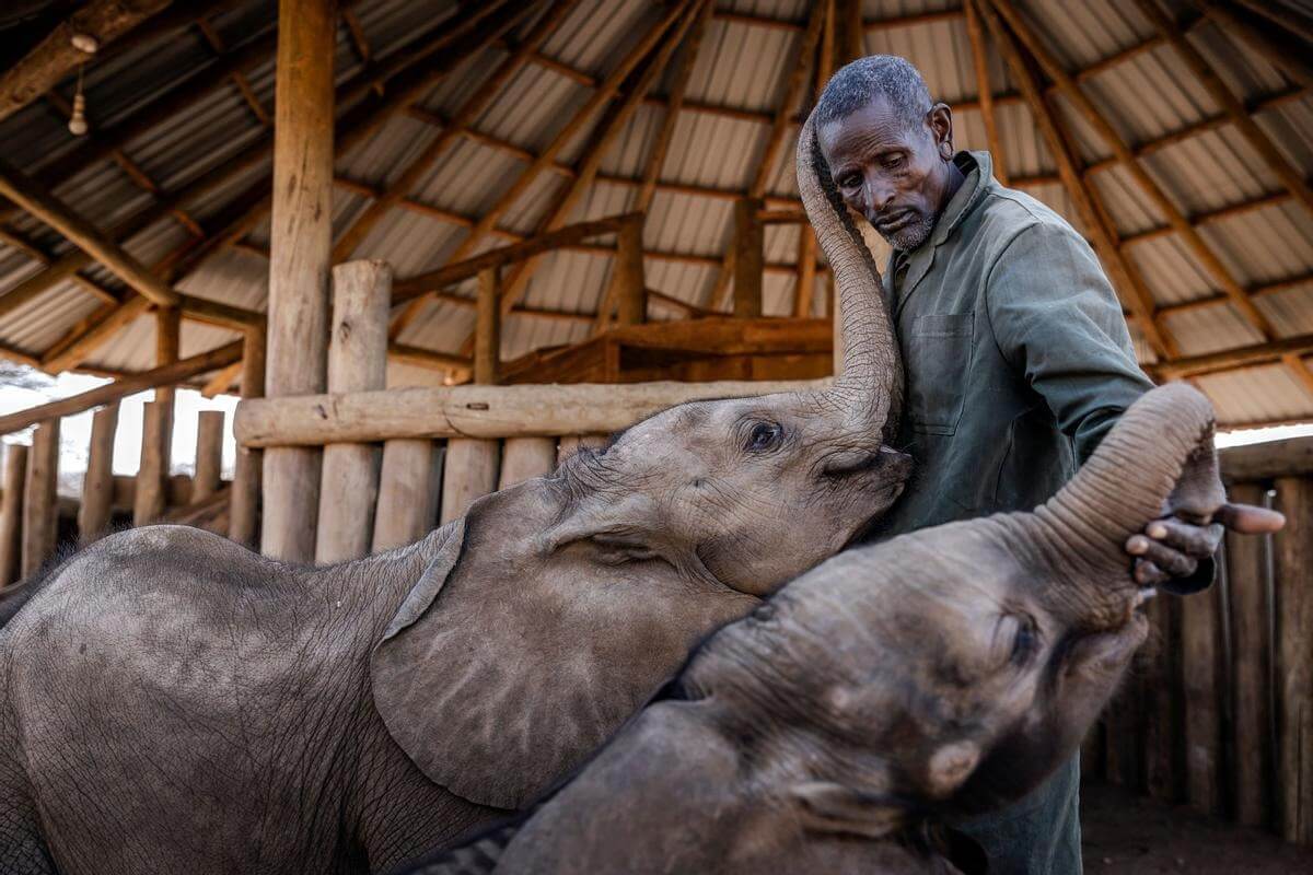 Экология Земли в 2022 году. Мужчина играет с маленькими слонами. Фото.