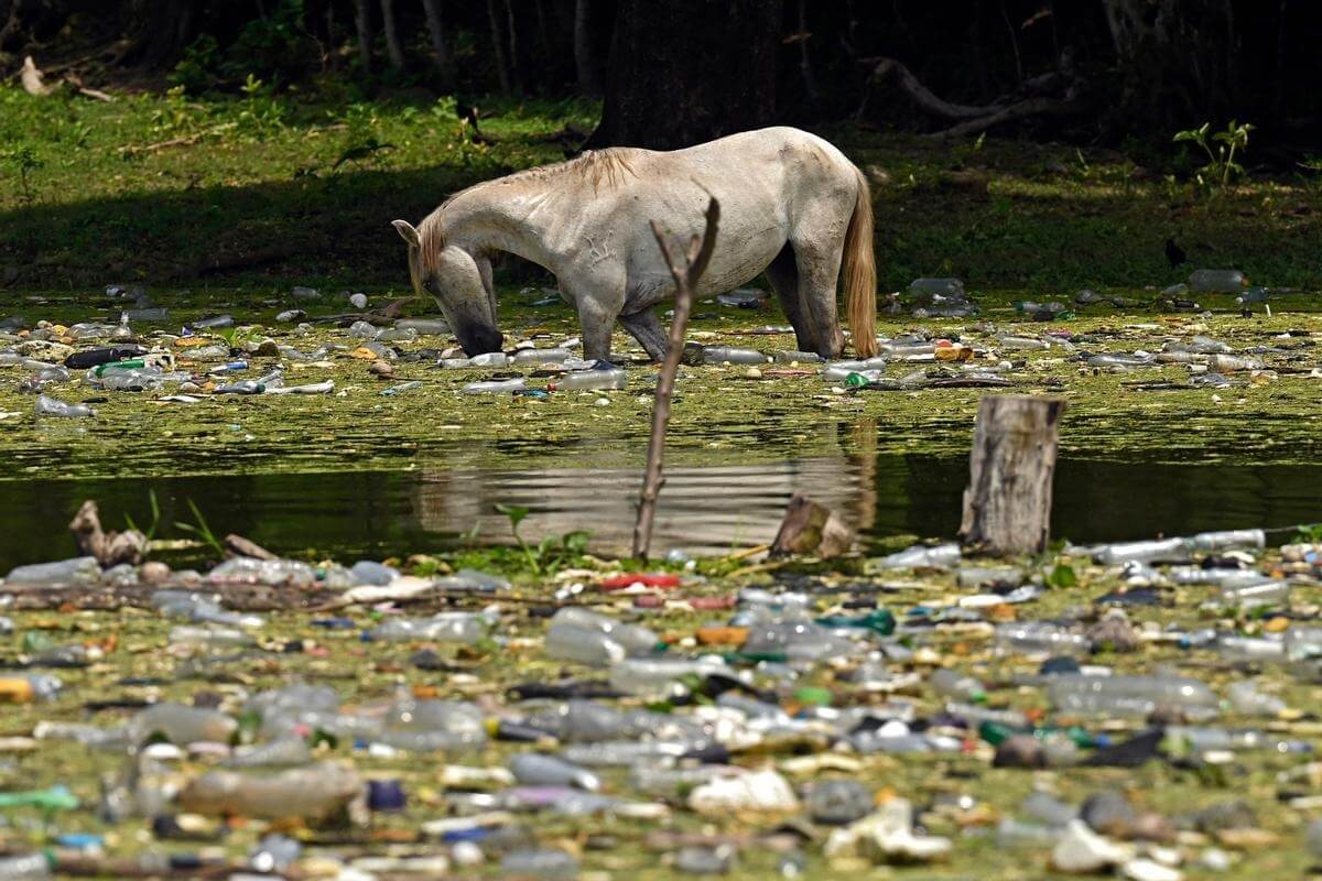 Экология Земли в 2022 году. Лошадь пьет воду среди пластиковых отходов. Фото.