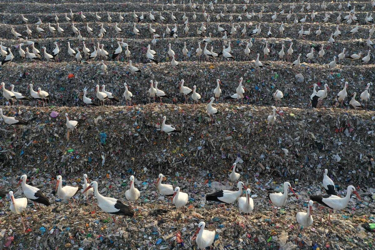 Экология Земли в 2022 году. Аисты сидят на груде мусора. Фото.
