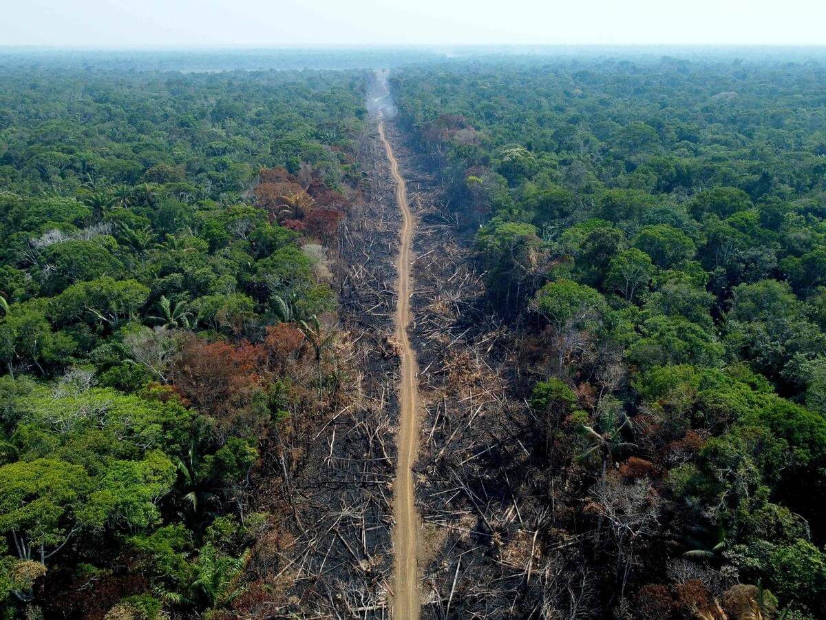 Экология Земли в 2022 году. Сожженная полоса леса в Бразилии. Фото.