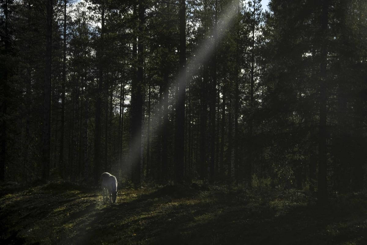 Экология Земли в 2022 году. Северный олень в Лапландии. Фото.