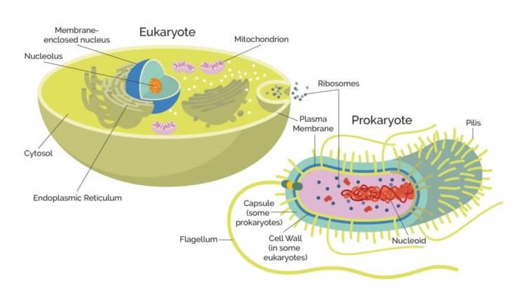 Как появилась жизнь на Земле. Строение клеток эукариотов колоссально отличается от строения архей. Фото.