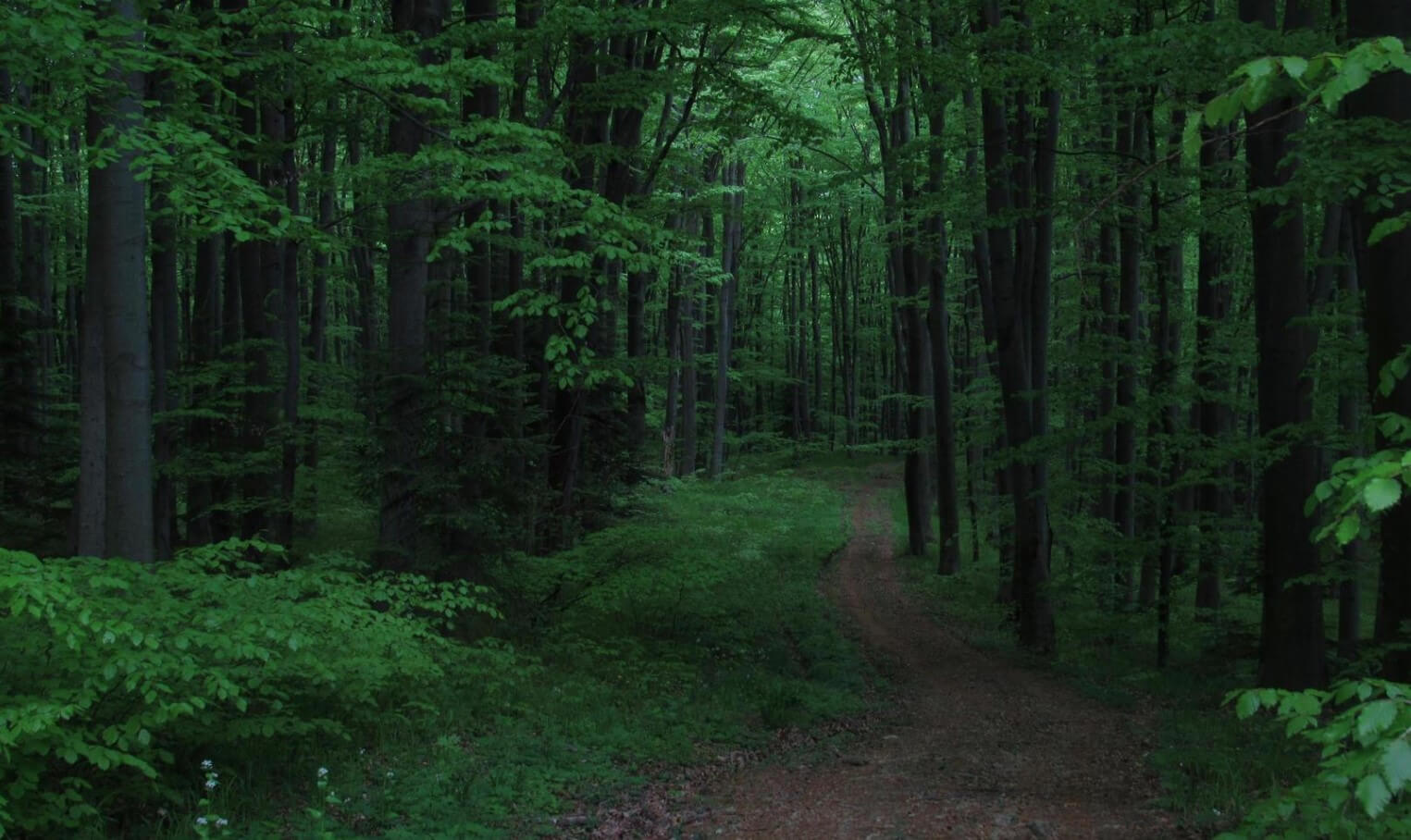 Световая терапия при сильной боли. Возможно, именно благодаря зеленым оттенкам, в лесу люди чувствуют себя спокойнее. Фото.