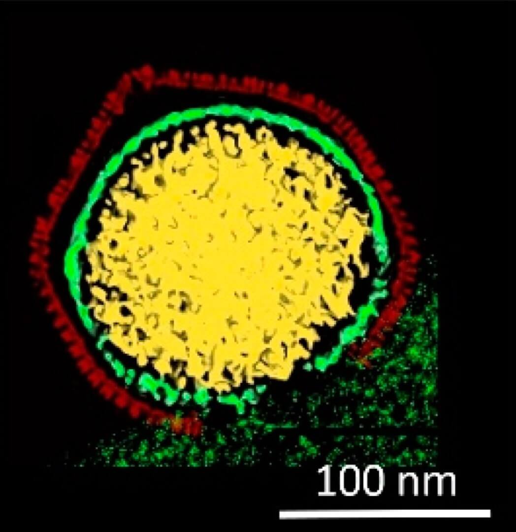 Организм, который питается вирусами. Хлоровирус под микроскопом. Фото.