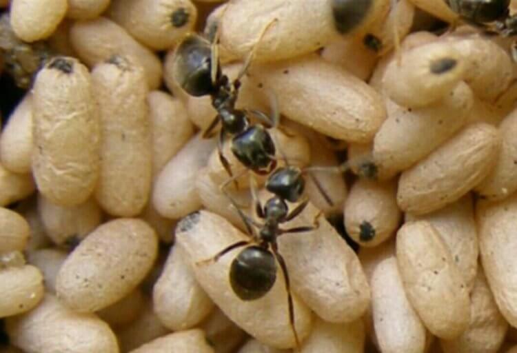 Куколки муравьев дают молоко. Куколки муравьев дают так много молока, что сами в них тонут. Фото.