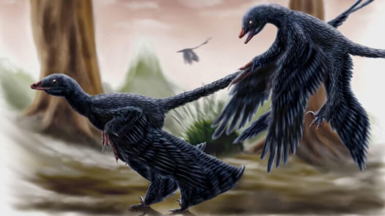 Чем питались динозавры. Динозавр микрораптор, возможно, умел летать подобно птицам. Фото.