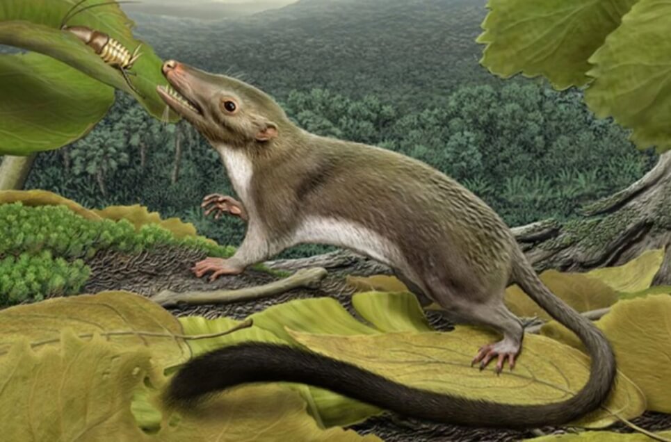 Млекопитающие имели преимущества перед динозаврами. Млекопитающие, в отличие от динозавров, могли питаться разнообразной пищей. Фото.